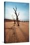 Dead Valley in Namibia-Andrushko Galyna-Stretched Canvas