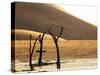 Dead Valley in Namibia-Andrushko Galyna-Stretched Canvas