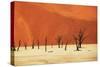 Dead Valley in Namibia-Andrushko Galyna-Stretched Canvas