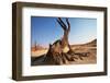 Dead Valley in Namibia-Andrushko Galyna-Framed Photographic Print