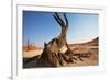 Dead Valley in Namibia-Andrushko Galyna-Framed Photographic Print