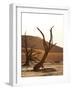 Dead Valley in Namibia-Andrushko Galyna-Framed Photographic Print