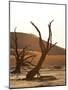 Dead Valley in Namibia-Andrushko Galyna-Mounted Photographic Print