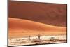 Dead Valley in Namibia-Andrushko Galyna-Mounted Photographic Print