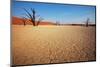 Dead Valley in Namibia-Andrushko Galyna-Mounted Photographic Print