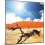 Dead Valley in Namibia-Andrushko Galyna-Mounted Photographic Print