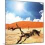 Dead Valley in Namibia-Andrushko Galyna-Mounted Photographic Print