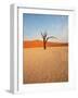 Dead Valley in Namibia-Andrushko Galyna-Framed Photographic Print