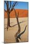 Dead Valley in Namibia-Andrushko Galyna-Mounted Photographic Print