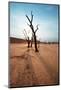 Dead Valley in Namibia-Andrushko Galyna-Mounted Photographic Print