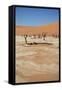 Dead Vlei at Namib Desert-Twentytwo-Framed Stretched Canvas