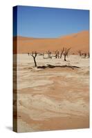 Dead Vlei at Namib Desert-Twentytwo-Stretched Canvas