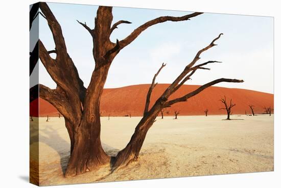 Dead Vlei in Namibia-Andrushko Galyna-Stretched Canvas