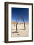 Dead Vlei, Namib Desert, Namibia, Africa-Ann and Steve Toon-Framed Photographic Print