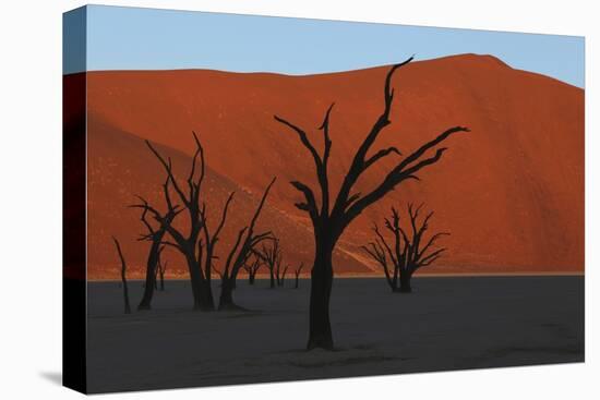 Dead Vlei Namib Desert Namibia-Nosnibor137-Stretched Canvas