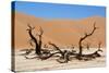 Dead Vlei Namibia-Twentytwo-Stretched Canvas