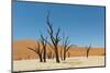 Dead Vlei Namibia-mezzotint-Mounted Photographic Print