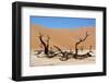 Dead Vlei Namibia-Twentytwo-Framed Photographic Print