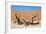 Dead Vlei Namibia-Twentytwo-Framed Photographic Print