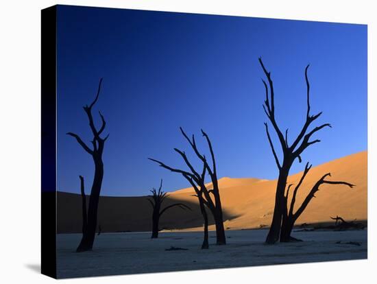 Dead Vlei Silhouettes of Dead Camelthorn Trees in Dune-null-Stretched Canvas