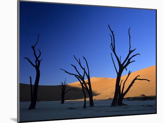 Dead Vlei Silhouettes of Dead Camelthorn Trees in Dune-null-Mounted Photographic Print
