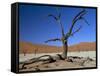 Dead Vlei, Sossusvlei Dune Field, Namib-Naukluft Park, Namib Desert, Namibia, Africa-Steve & Ann Toon-Framed Stretched Canvas