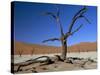 Dead Vlei, Sossusvlei Dune Field, Namib-Naukluft Park, Namib Desert, Namibia, Africa-Steve & Ann Toon-Stretched Canvas