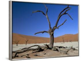 Dead Vlei, Sossusvlei Dune Field, Namib-Naukluft Park, Namib Desert, Namibia, Africa-Steve & Ann Toon-Framed Photographic Print