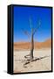 Dead Vlei, Sossusvlei, Namib Desert, Namib-Naukluft NP, Namibia.-Nico Tondini-Framed Stretched Canvas