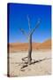 Dead Vlei, Sossusvlei, Namib Desert, Namib-Naukluft NP, Namibia.-Nico Tondini-Stretched Canvas