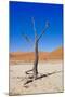 Dead Vlei, Sossusvlei, Namib Desert, Namib-Naukluft NP, Namibia.-Nico Tondini-Mounted Photographic Print