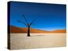 Dead Vlei - Sossusvlei, Namib Desert, Namibia-DR_Flash-Stretched Canvas