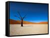 Dead Vlei - Sossusvlei, Namib Desert, Namibia-DR_Flash-Framed Stretched Canvas