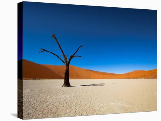 Dead Vlei - Sossusvlei, Namib Desert, Namibia-DR_Flash-Stretched Canvas