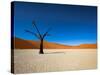 Dead Vlei - Sossusvlei, Namib Desert, Namibia-DR_Flash-Stretched Canvas