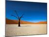 Dead Vlei - Sossusvlei, Namib Desert, Namibia-DR_Flash-Mounted Photographic Print