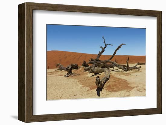 Dead Vlei Tree Namibia-mezzotint-Framed Photographic Print