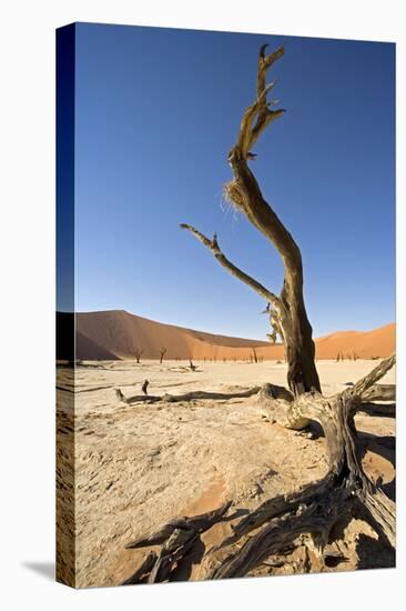 Dead Vlei Tree-null-Stretched Canvas