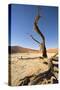 Dead Vlei Tree-null-Stretched Canvas