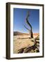 Dead Vlei Tree-null-Framed Photographic Print