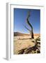 Dead Vlei Tree-null-Framed Photographic Print