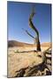 Dead Vlei Tree-null-Mounted Photographic Print