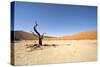 Dead Vlei Trees-null-Stretched Canvas