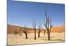 Dead Vlei Trees-null-Mounted Photographic Print