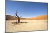Dead Vlei Trees-null-Mounted Photographic Print