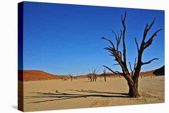 Dead Vlei-Driveout-Stretched Canvas