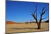 Dead Vlei-Driveout-Mounted Photographic Print