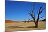 Dead Vlei-Driveout-Mounted Photographic Print