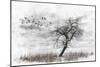 Dead Winter Tree 2-Ata Alishahi-Mounted Giclee Print