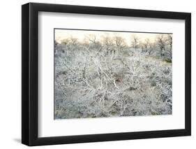 Dead Wood, El Chalten, Patagonia, Argentina, South America-Mark Chivers-Framed Premium Photographic Print